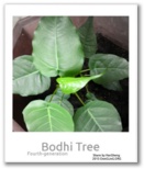 Bodhi Tree picture