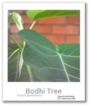 the picture of Bodhi Tree